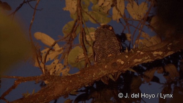 Black-banded Owl - ML201186991