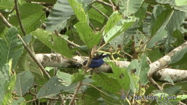 Opal-crowned Tanager - ML201187001
