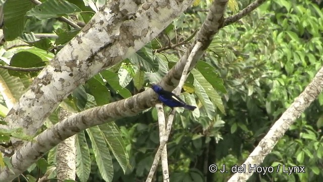 Opal-rumped Tanager (Opal-rumped) - ML201187031