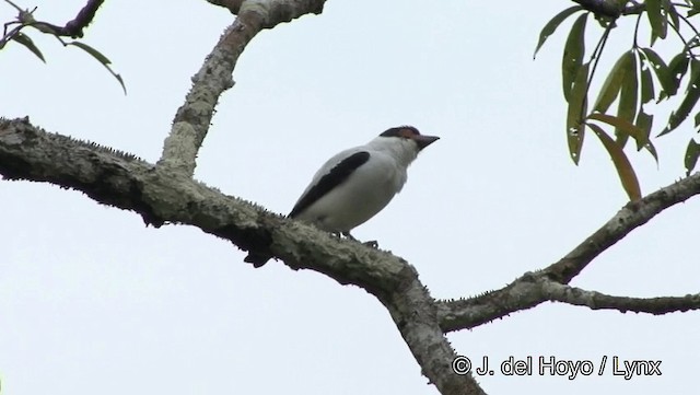 Tityre gris (cayana) - ML201187071