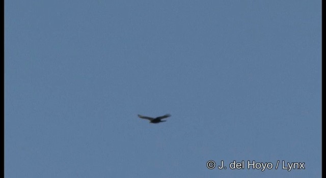 Lesser Yellow-headed Vulture - ML201187121