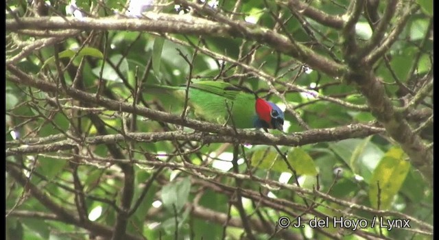 Red-necked Tanager - ML201187171