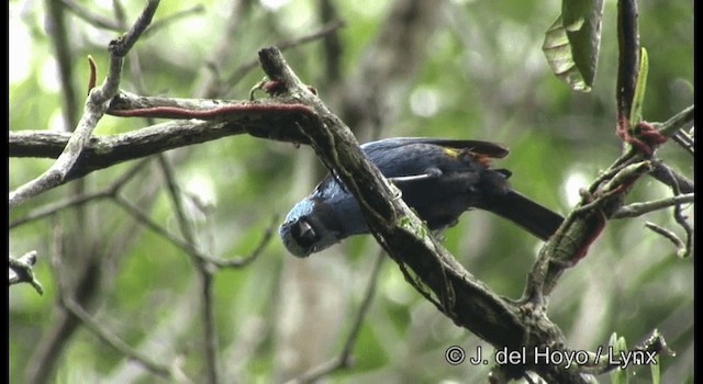Seven-colored Tanager - ML201187181
