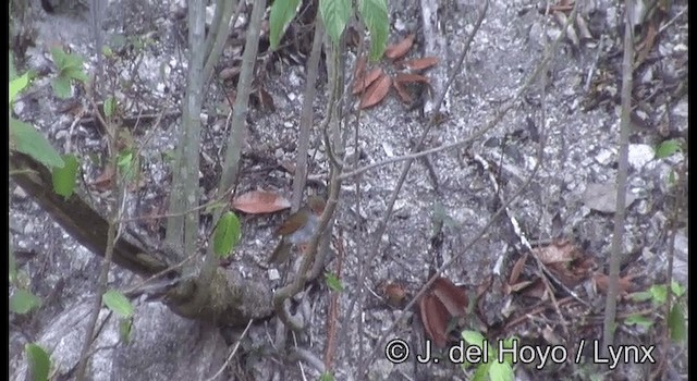 oransjenebbskogtrost (melpomene gr.) - ML201187201