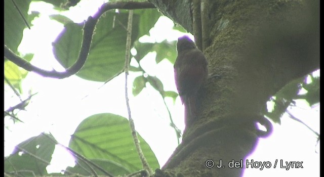 Plain-winged Woodcreeper (Pernambuco) - ML201187231