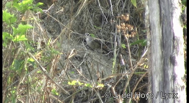 White-faced Ground-Sparrow - ML201187321