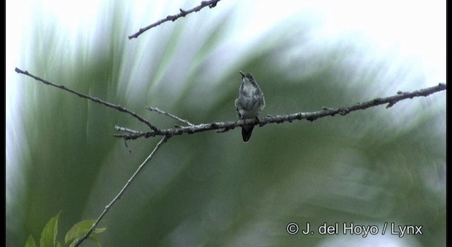 kolibřík atlantický - ML201187341