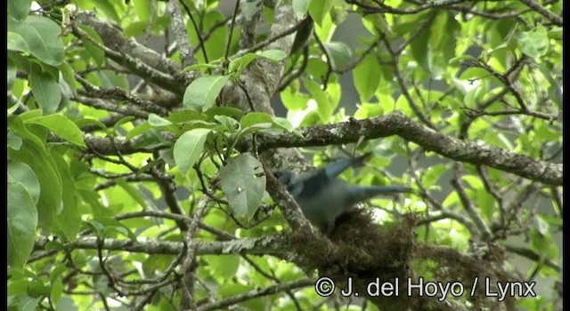 Azure-rumped Tanager - ML201187451