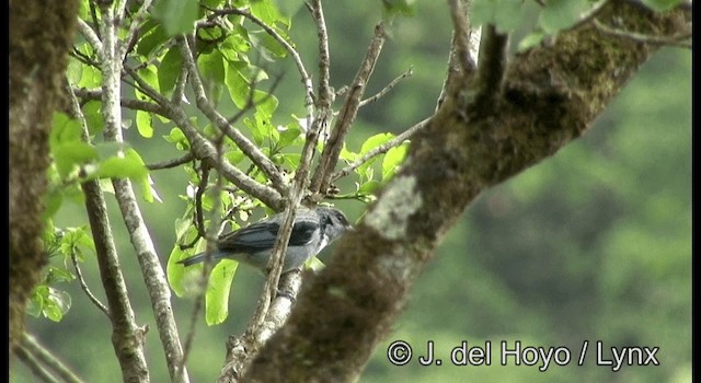 Azure-rumped Tanager - ML201187461