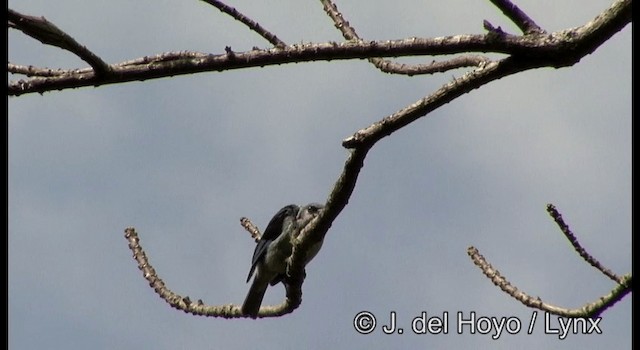 Azure-rumped Tanager - ML201187471