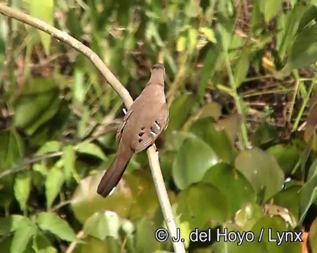 Long-tailed Ground Dove - ML201187771