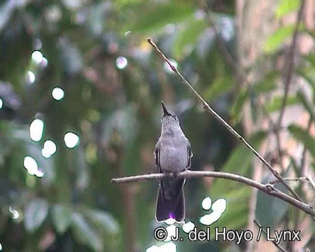 Sombre Hummingbird - ML201187781