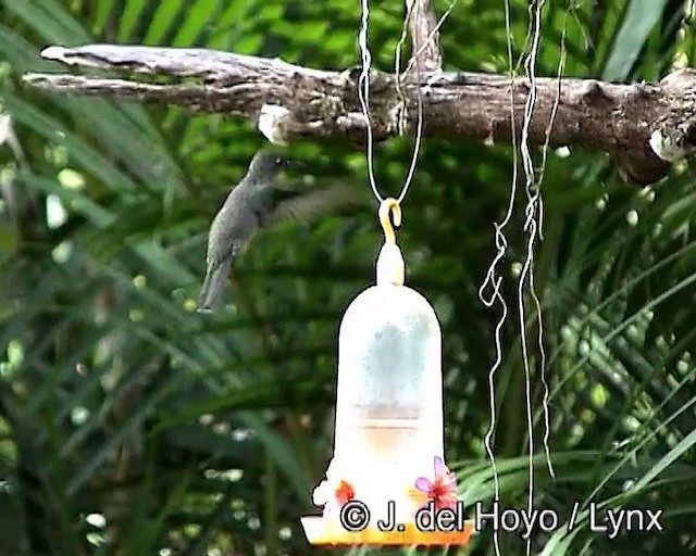 Sombre Hummingbird - ML201187791