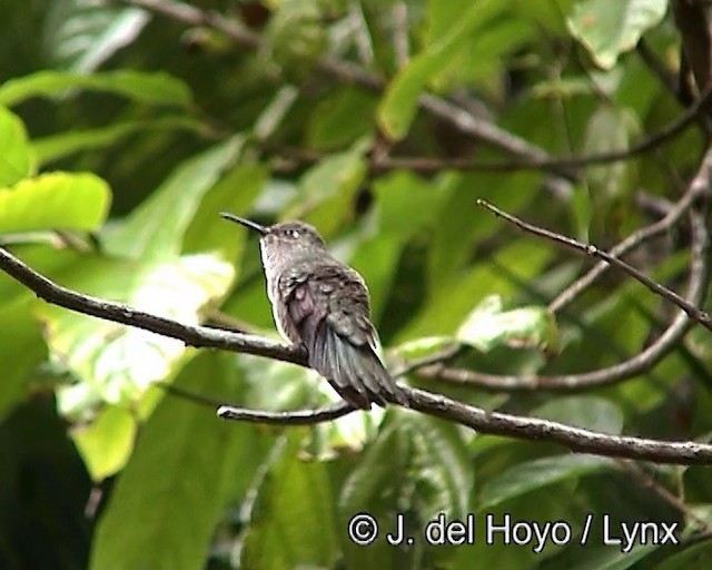 Sombre Hummingbird - ML201187801