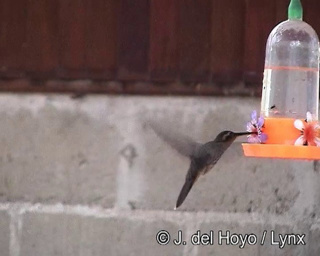 Пилоклювый колибри-отшельник - ML201188021