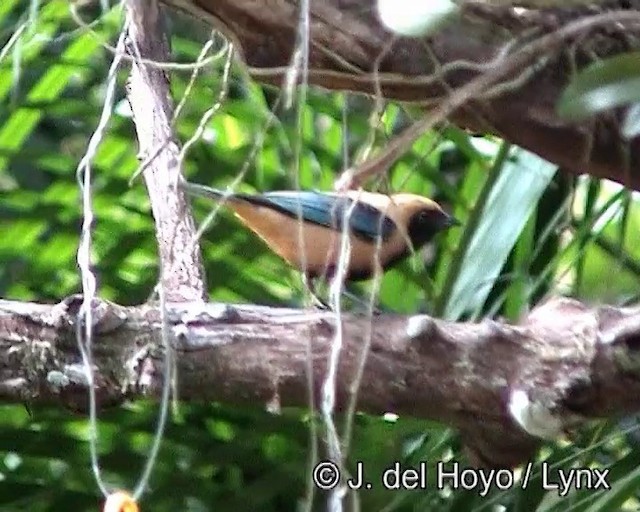 Burnished-buff Tanager (Stripe-bellied) - ML201188031