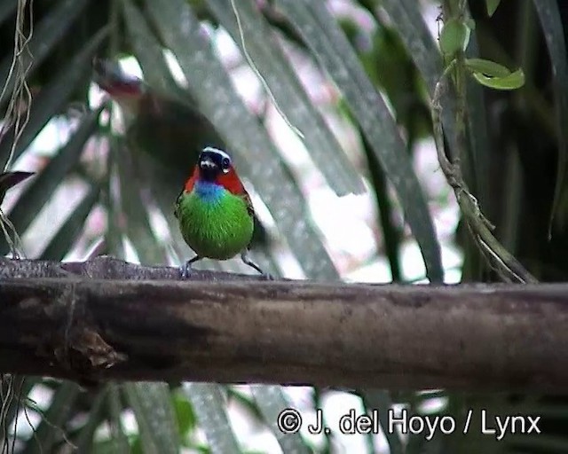 Red-necked Tanager - ML201188041