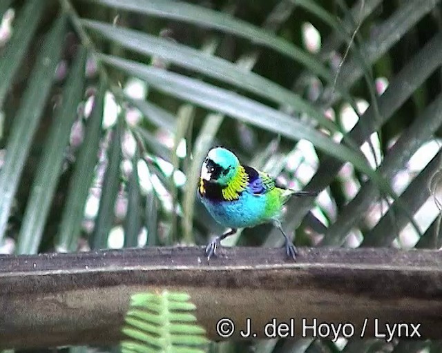 Green-headed Tanager - ML201188051