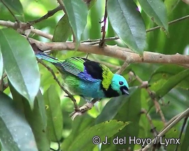 Green-headed Tanager - ML201188061