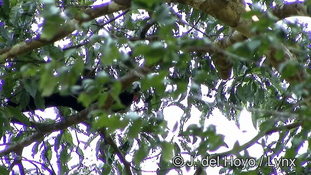 Red-throated Piping-Guan (White-crested) - ML201188491