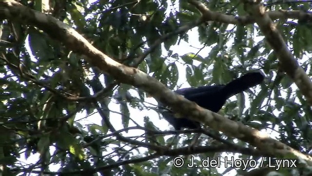 Red-throated Piping-Guan (White-crested) - ML201188501