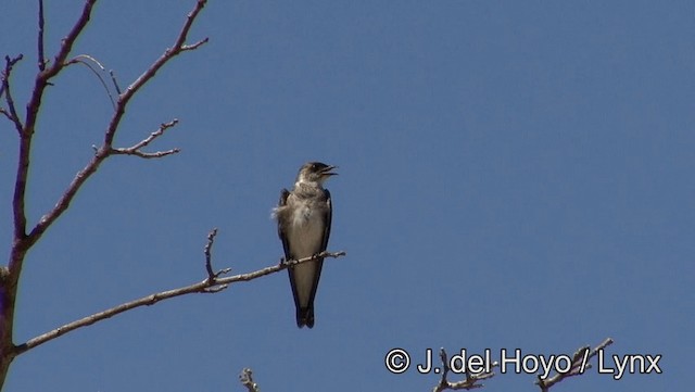 Brown-chested Martin (tapera) - ML201188521