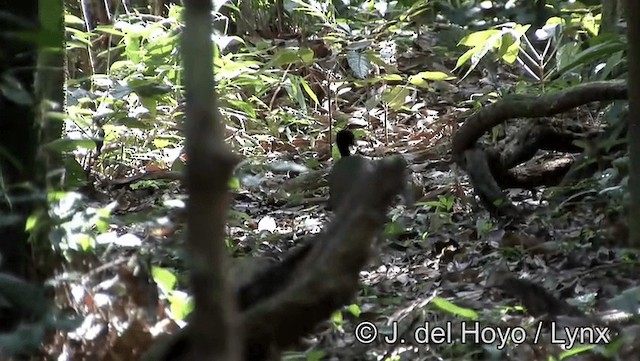 trubač zelenokřídlý (ssp. viridis) - ML201188531