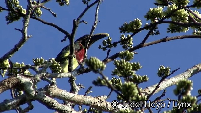 Red-necked Aracari (Western) - ML201188551