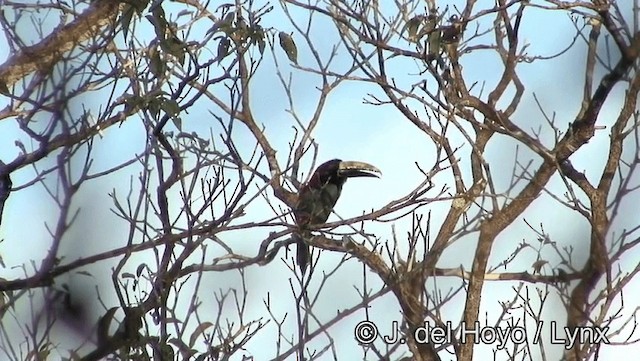 Red-necked Aracari (Western) - ML201188561
