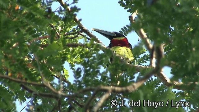 Red-necked Aracari (Western) - ML201188571