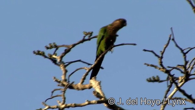 Santarem Parakeet (Madeira) - ML201188601