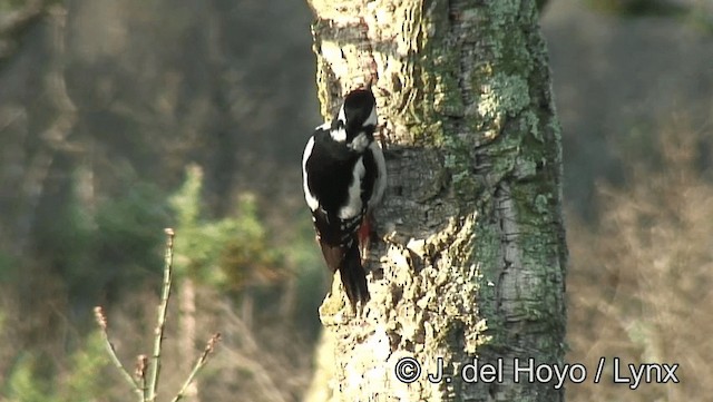 Great Spotted Woodpecker (Atlas) - ML201188641