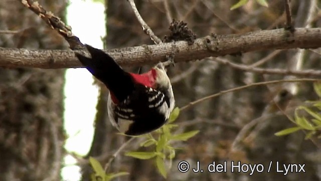 Great Spotted Woodpecker (Atlas) - ML201188671