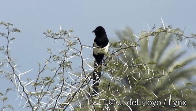 Maghreb Magpie - ML201188721