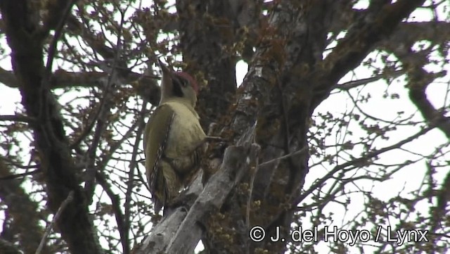 Levaillant's Woodpecker - ML201188731