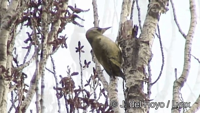 Levaillant's Woodpecker - ML201188741