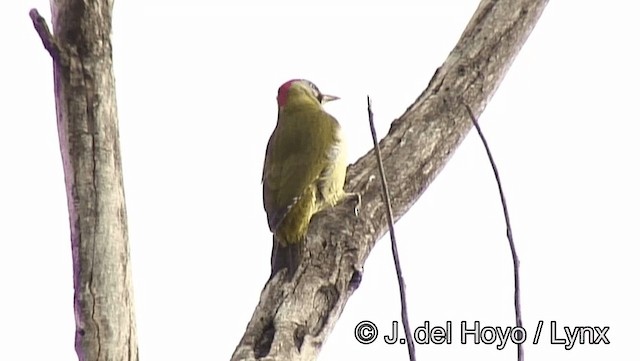 Levaillant's Woodpecker - ML201188751