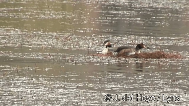 Great Crested Grebe - ML201188771