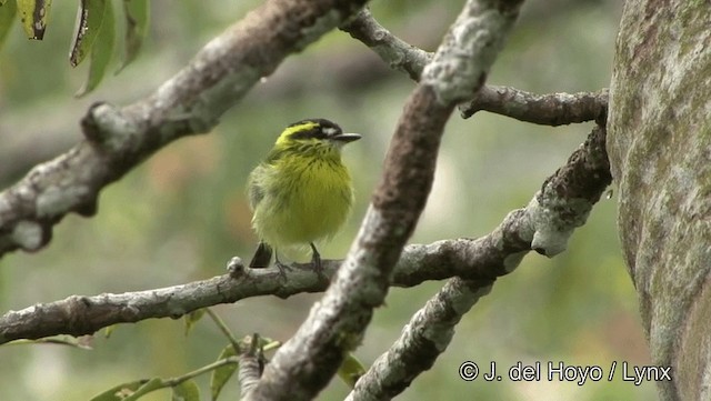 Yellow-browed Tody-Flycatcher - ML201188891