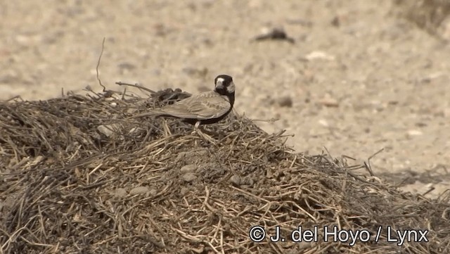 Black-crowned Sparrow-Lark - ML201189021