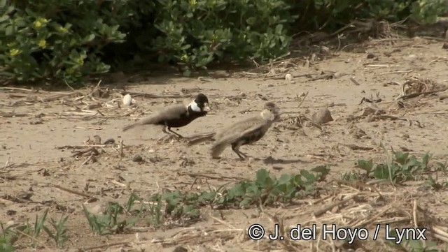 Black-crowned Sparrow-Lark - ML201189031