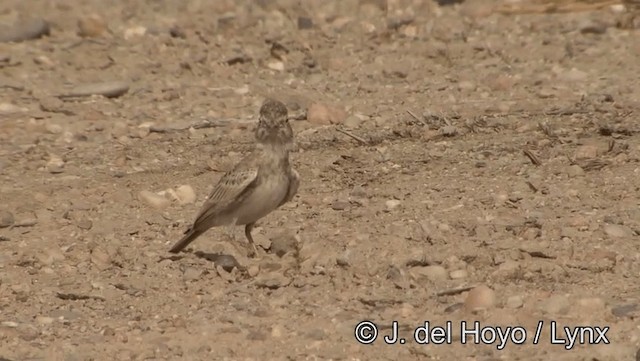 Black-crowned Sparrow-Lark - ML201189051