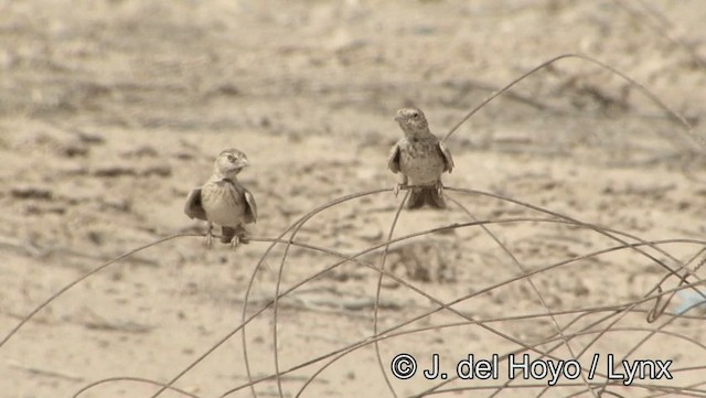 Black-crowned Sparrow-Lark - ML201189061