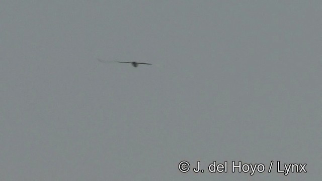 White-cheeked Tern - ML201189191