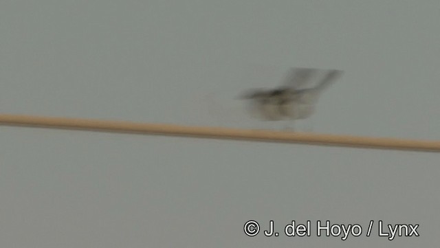 Great Gray Shrike (Arabian) - ML201189211