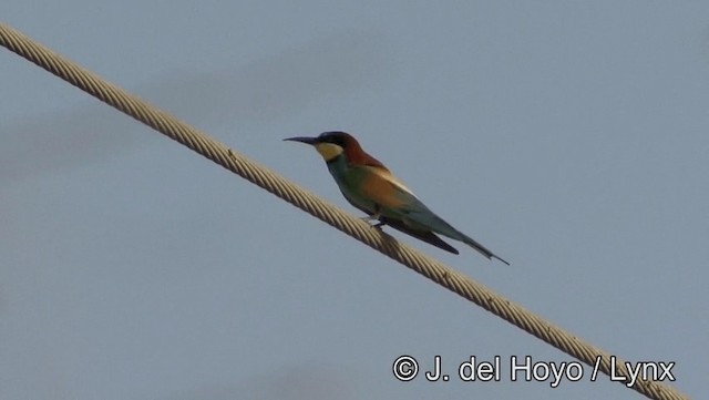 European Bee-eater - ML201189321