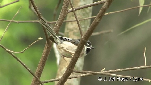 Black-throated Tit (Gray-crowned) - ML201189401