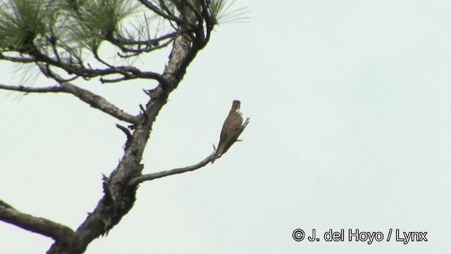 Banded Bay Cuckoo - ML201189431