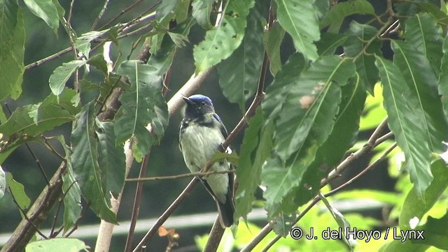 Blue-and-white Flycatcher - ML201189451