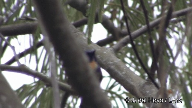 Hainan Blue Flycatcher - ML201189461